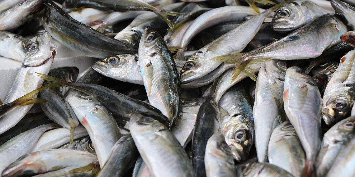 Karadeniz soğumadı, hamsi göç etti