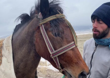 Kars'ta taylar için yarış düzenlendi