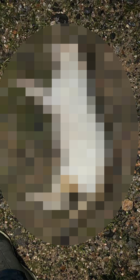 Kedileri öldürdükten sonra apartmanın bahçesine atan şüpheli gözaltında