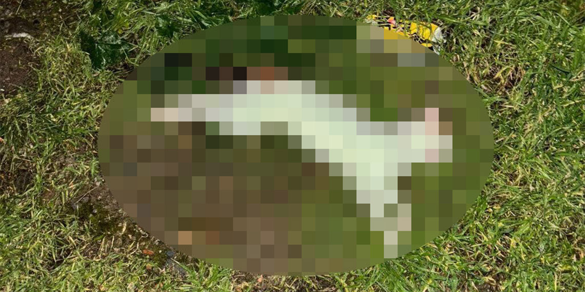 Kedileri öldürdükten sonra apartmanın bahçesine atan şüpheli gözaltında