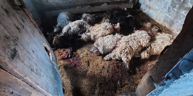 Kurtlar girdikleri ahırlarda 30 küçükbaşı öldürdü