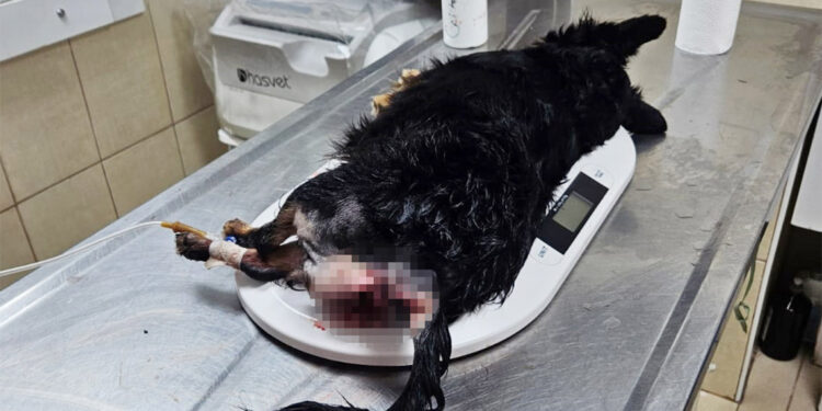 Suzi'nin makat bölgesindeki tümör ameliyatla alındı