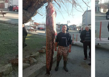 Meriç Nehri'ne açılan balıkçı 71 kiloluk yayın balığı yakaladı
