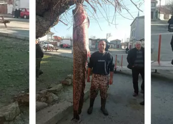 Meriç nehri'ne açılan balıkçı 71 kiloluk yayın balığı yakaladı