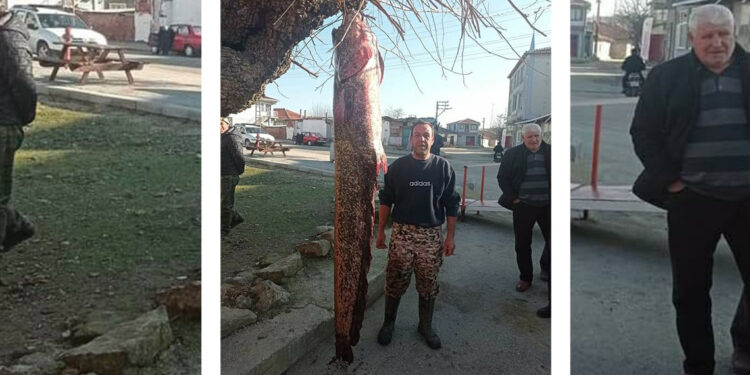 Meriç Nehri'ne açılan balıkçı 71 kiloluk yayın balığı yakaladı