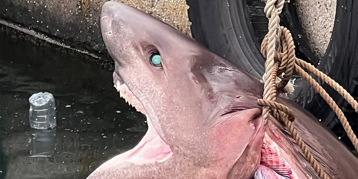 Mersin’de cam göz köpek balığı kıyıya vurdu