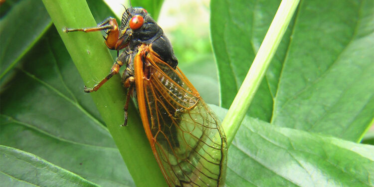 ABD'yi milyarlarca ateşböceği basacak
