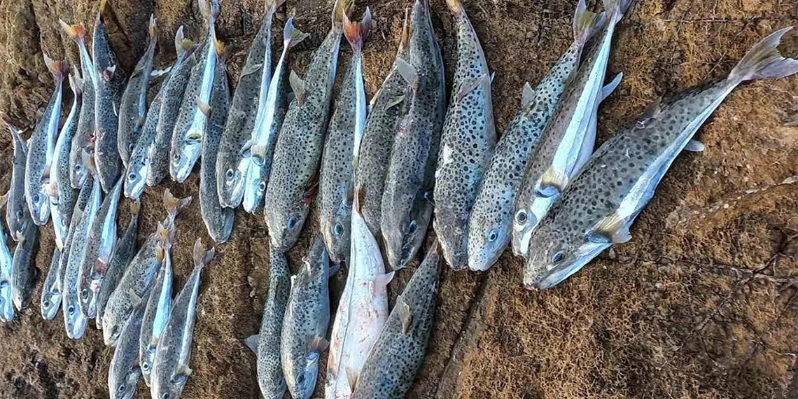 Balon balığı rotasını değiştirerek İzmir ve İstanbul'a yöneldi