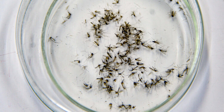 Sivrisinekler kış uykusuna yatmadı