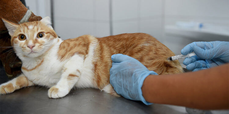 Sokak hayvanlarına yönelik kalıcı çözüm kısırlaştırma projesidir