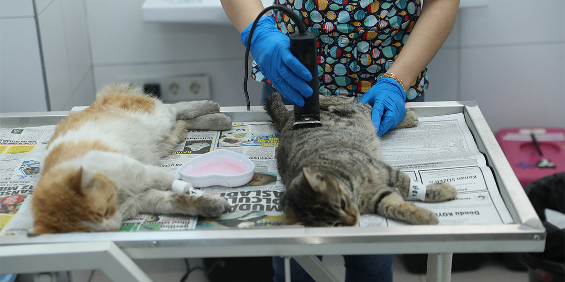Adana Veteriner Hekimler Odası Başkanı Nihat Köse, sokak hayvanlarına yönelik kalıcı çözümün kısırlaştırma olduğunu belirtti.