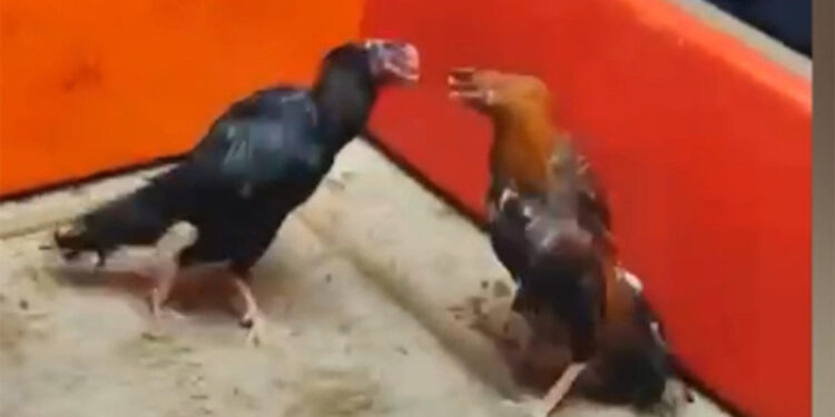 Sultanbeyli'de horoz dövüşüne suç üstü