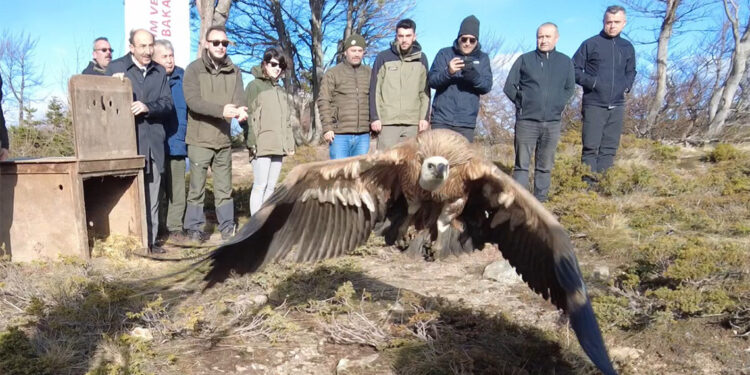 Tedavi edilen kızıl akbaba Uludağ Milli Parkı'nda doğaya salındı