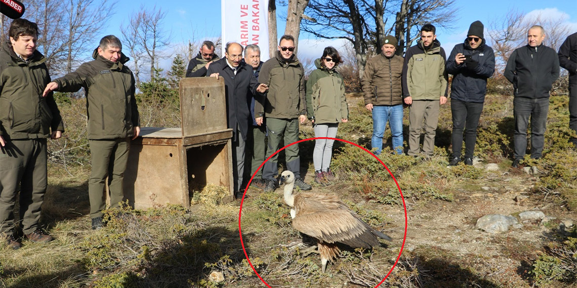 Tedavi edilen kızıl akbaba Uludağ Milli Parkı'nda doğaya salındı