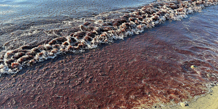 Tekirdağ'da sahil yine yosunla kaplandı; sahil kızıla boyandı