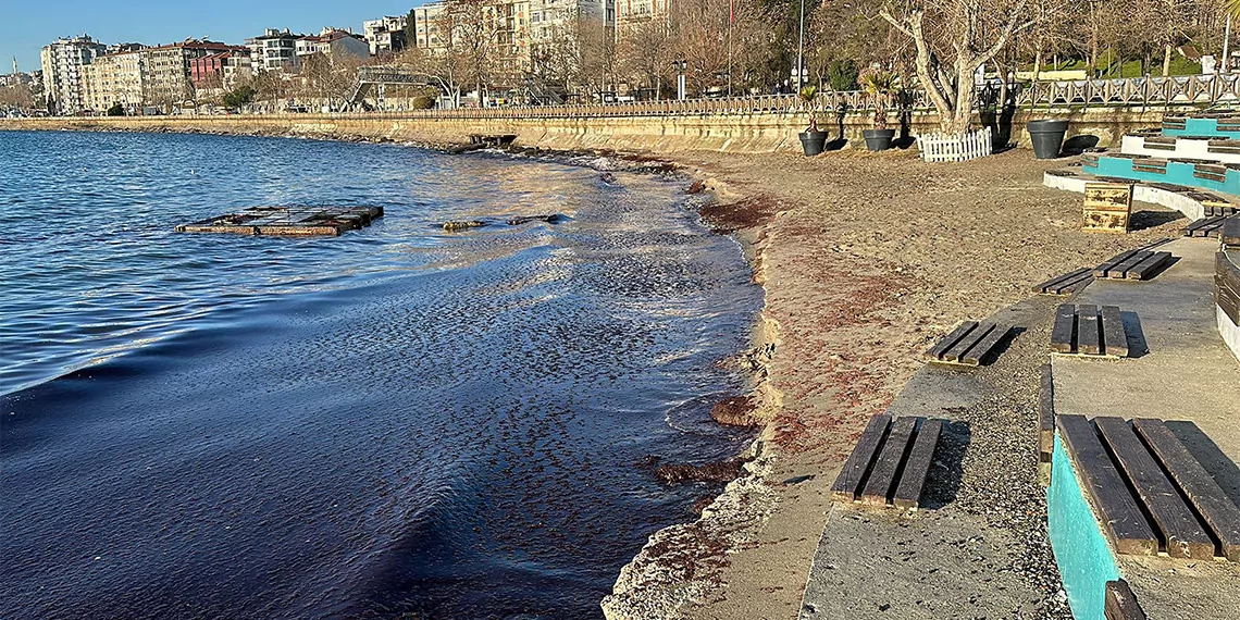 Tekirdağ'da sahil yine yosunla kaplandı; sahil kızıla boyandı