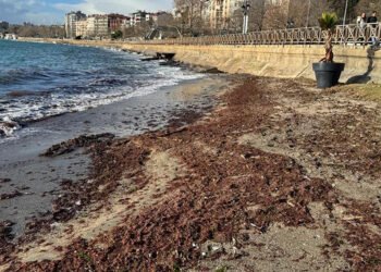 Tekirdağ'da sahil yosunla kaplandı