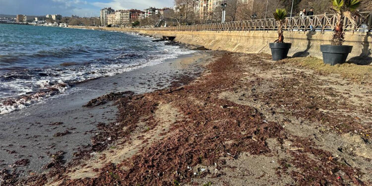 Tekirdağ'da sahil yosunla kaplandı
