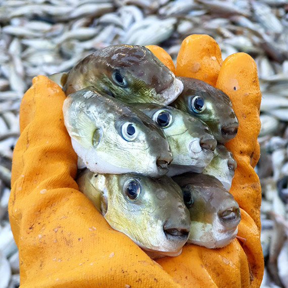 Tarım ve Orman Bakanlığı, Balıkçılık Yapıları Daire Başkanı Mahir Kanyılmaz, Teşvik uygulaması ile 14 milyon balon balığının ekosisteme girişinin engellendiğini söyledi.