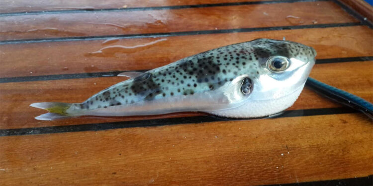 Teşvik uygulaması ile 14 milyon balon balığının ekosisteme girişi engellendi