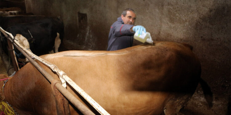 Şap hastalığı nedeniyle hayvan pazarları kapatıldı