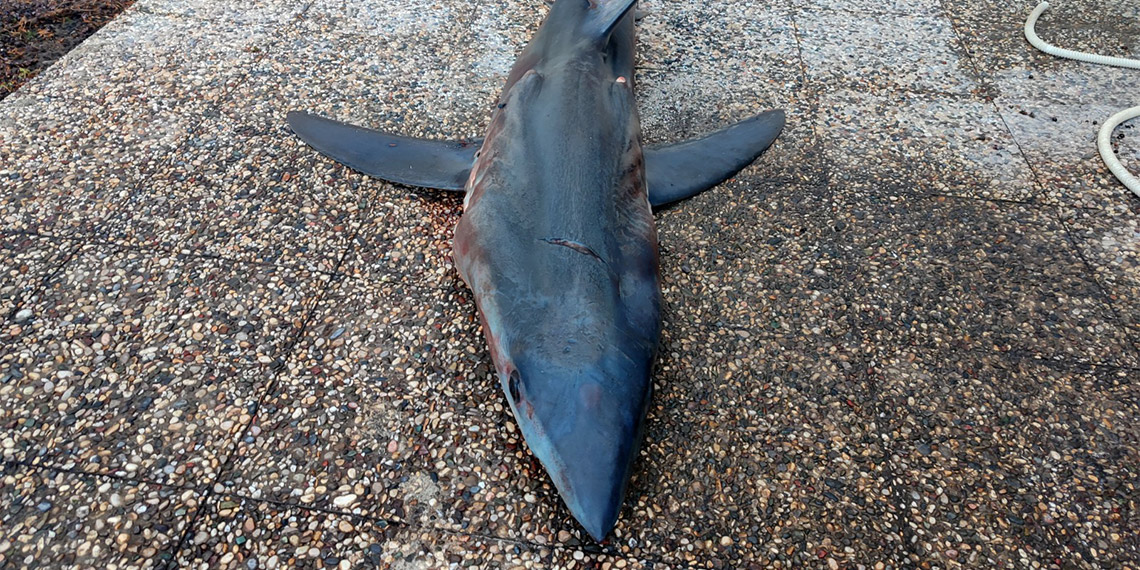 Mersin Üniversitesi'nden Prof. Dr. Deniz Ayas, Türk kara sularındaki köpek balığı popülasyonunun son 50 yılda yüzde 90 azaldığını belirtti.