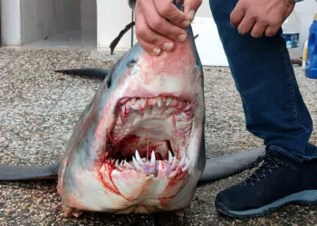 Türk kara sularındaki köpek balığı popülasyonu yüzde 90 azaldı