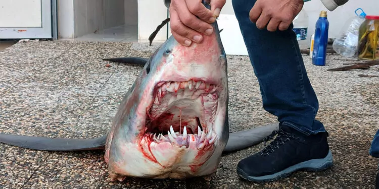Türk kara sularındaki köpek balığı popülasyonu yüzde 90 azaldı