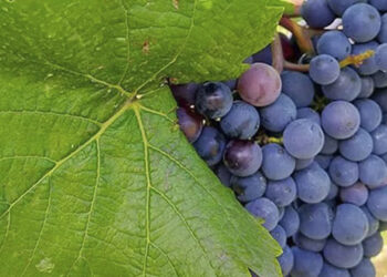 Erciş üzümün sofrası ve Tanrı Haldi'nin sarhoşluğu