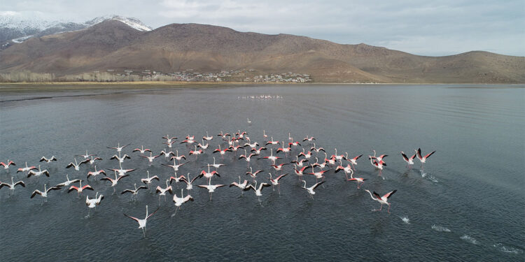 Van Gölü havzasındaki flamingolar koruma altında