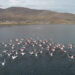 Van Gölü havzasındaki flamingolar koruma altında