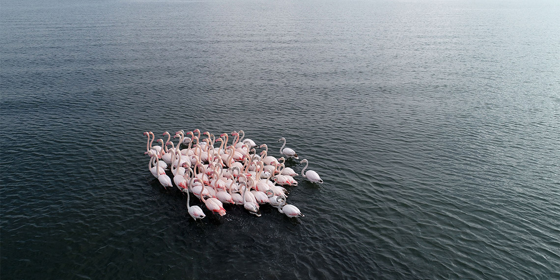 Van Gölü havzasındaki flamingolar koruma altında