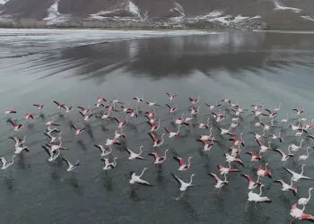 Binlerce flamingo iklim şartlarının etkisiyle göç etmedi