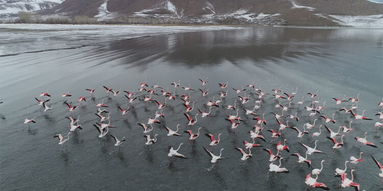 Binlerce flamingo iklim şartlarının etkisiyle göç etmedi