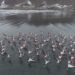 Binlerce flamingo iklim şartlarının etkisiyle göç etmedi