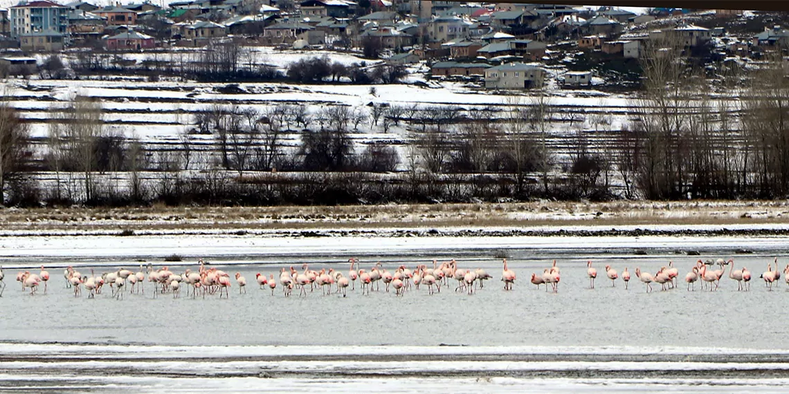 Her yıl i̇ran'ın urmiye gölü'nden nisan aylarında gelen binlerce flamingo iklim şartlarının etkisiyle halen gevaş'ın göründü mevkisinde konaklıyor.