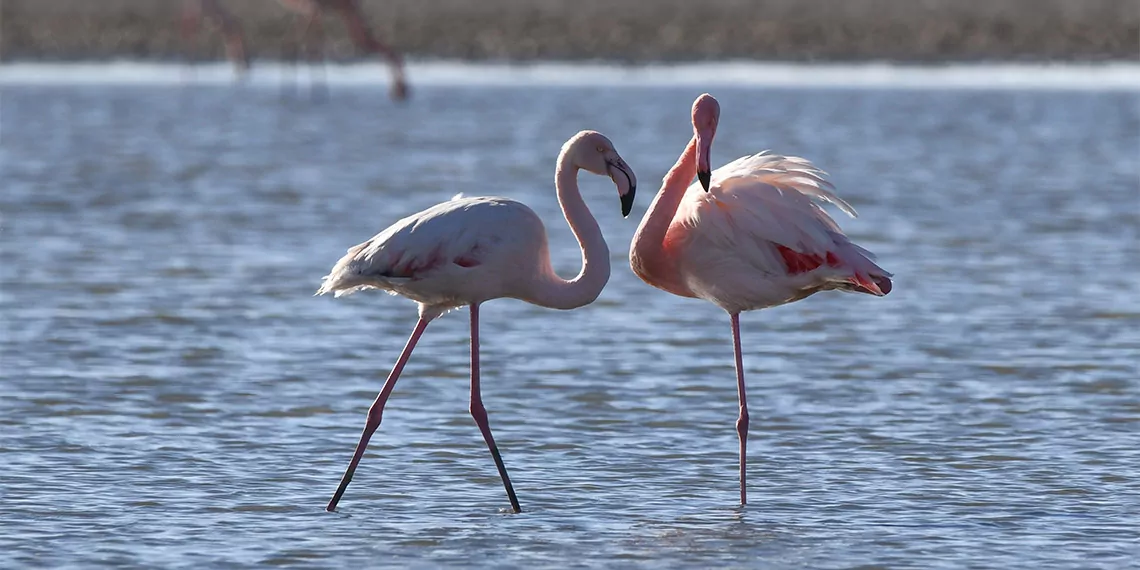 Binlerce flamingo iklim şartlarının etkisiyle göç etmedi