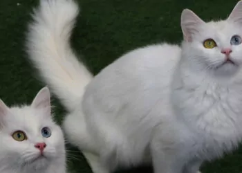 Van kedileri çiftleşme öncesi özel bakıma alındı