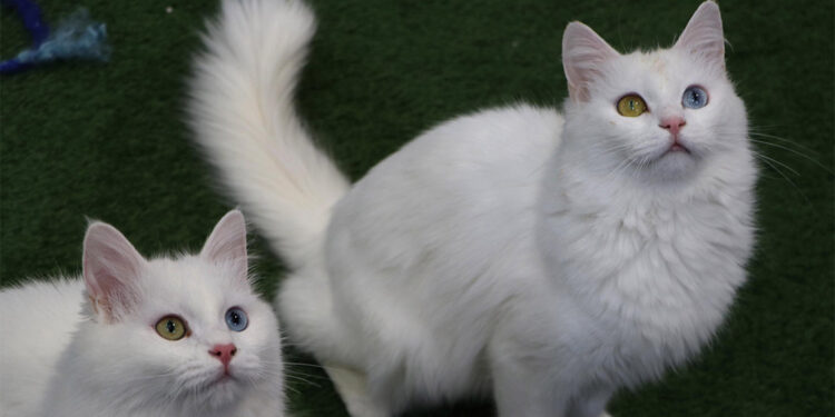 Van kedileri çiftleşme öncesi özel bakıma alındı