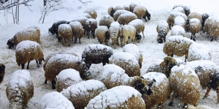 Yolu kar ve çığdan kapanan mahallede yaşam mücadelesi