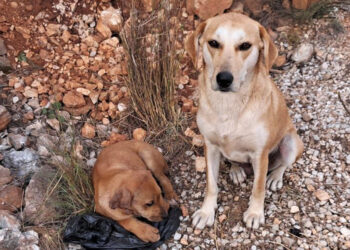 Antalya'da 4 yavru köpeğin kulak ve kuyruklarını kestiler 