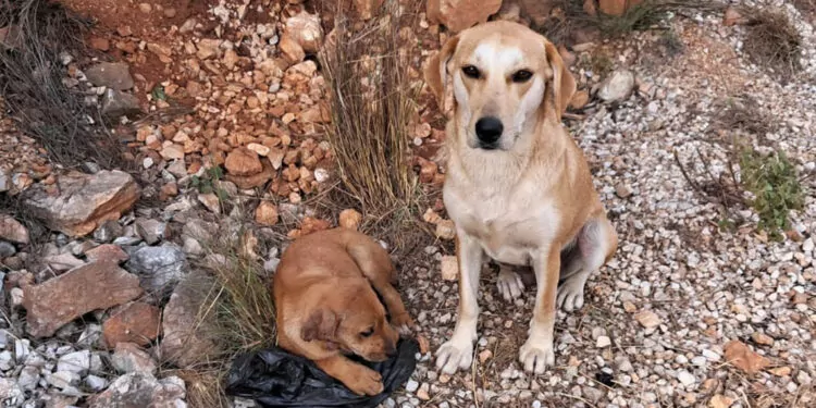 Antalya'da 4 yavru köpeğin kulak ve kuyruklarını kestiler 