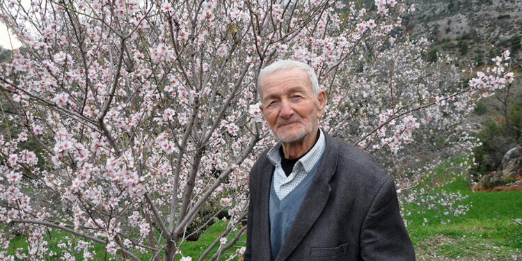 Antalya'da badem ağaçları çiçek açtı