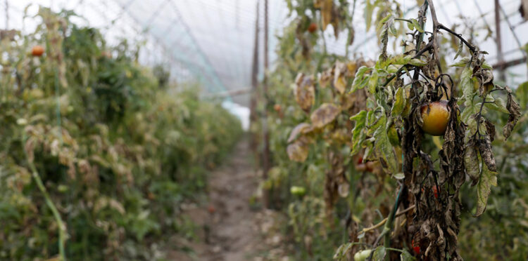 Antalya'da sağanakta zarar gören ürünler çöpe dökülecek