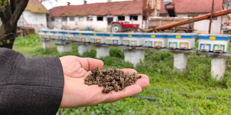 Arılar kış uykusuna yatmadı; Toplu arı ölümleri görülebilir