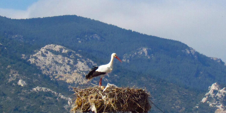 Aydın'a yılın ilk leyleği geldi