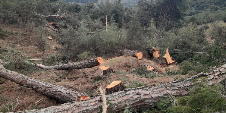Aydın'da tarım arazisi açmak için 250 çam ağacını kestiler
