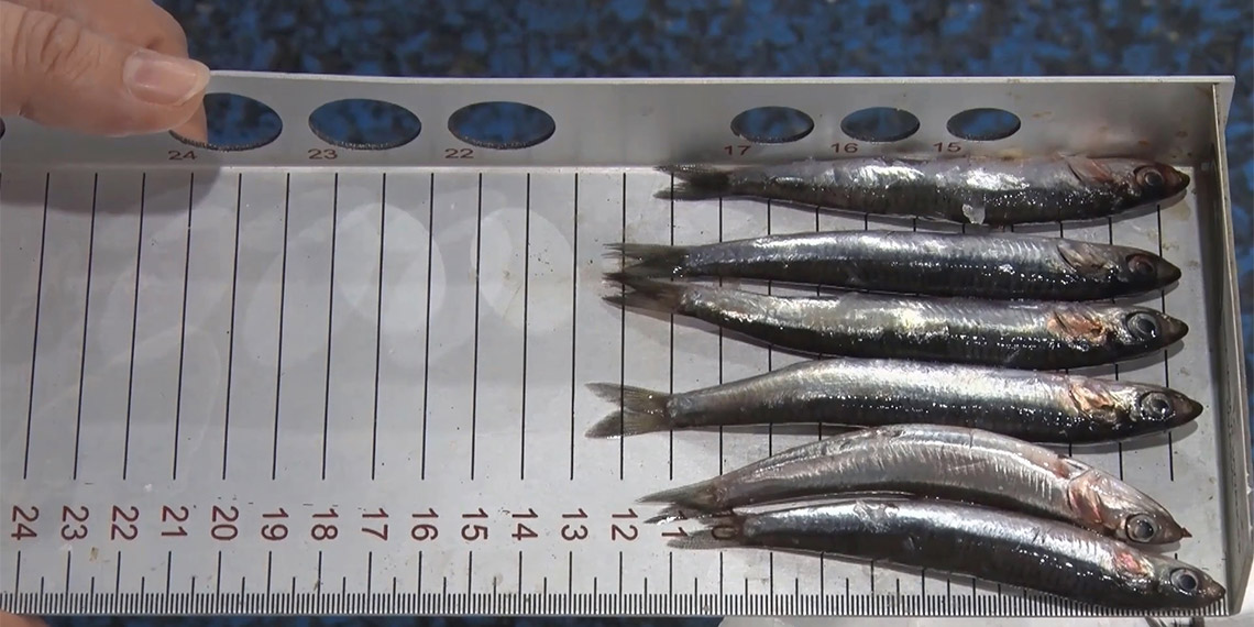 Balıkçılardan hamside boy talebi; TBMM Balıkçılık ve Su Ürünleri Araştırma Komisyonu Başkanı İsmail Emrah Karayel, balıkçılarla görüştüklerini ve farklı taleplerle karşılaştıklarını anlattı.