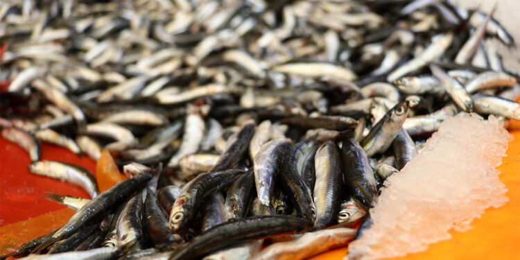 Balıkçılardan hamside boy talebi; TBMM Balıkçılık ve Su Ürünleri Araştırma Komisyonu Başkanı İsmail Emrah Karayel, balıkçılarla görüştüklerini ve farklı taleplerle karşılaştıklarını anlattı.