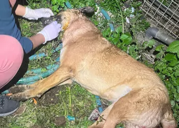 Bodrum'da 4 köpek ile 3 kedi zehirlendi